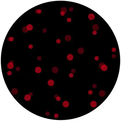 Cosmic Noir - Swatch