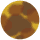 Pine Tortoise